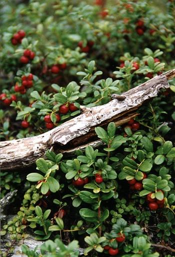 Rustic Berry Bliss: Handpicked Wholesome Basket