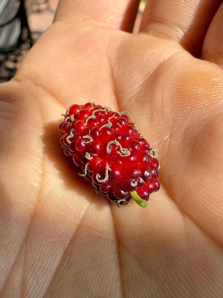 Farmstead Jubilee: Luscious Berry Assortment